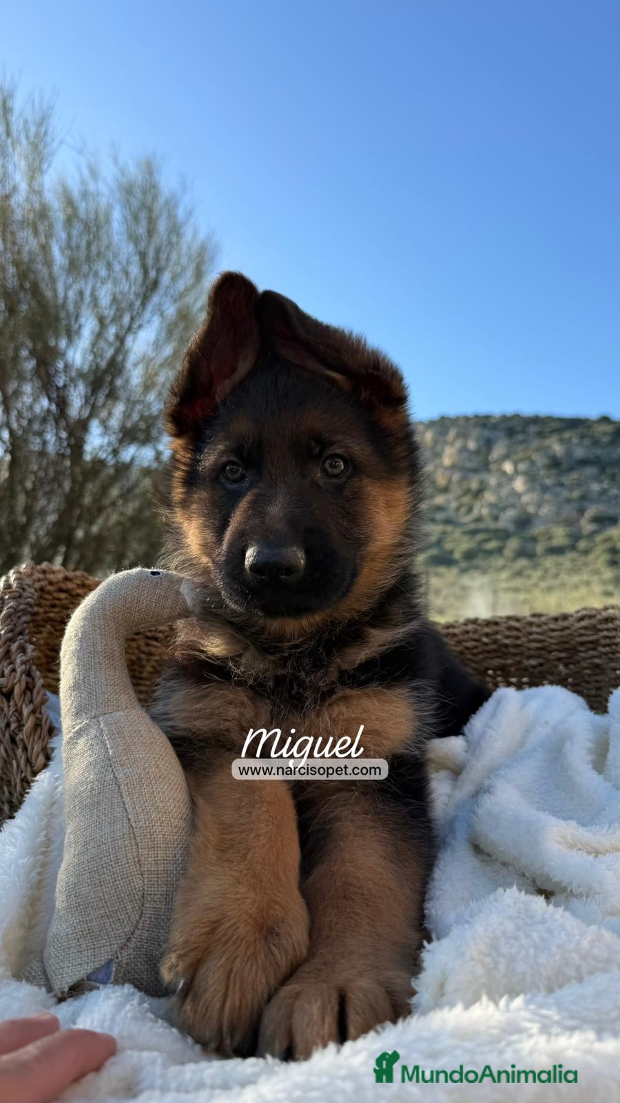 Pastor Alemán perros PASTOR ALEMAN - Anuncio 1