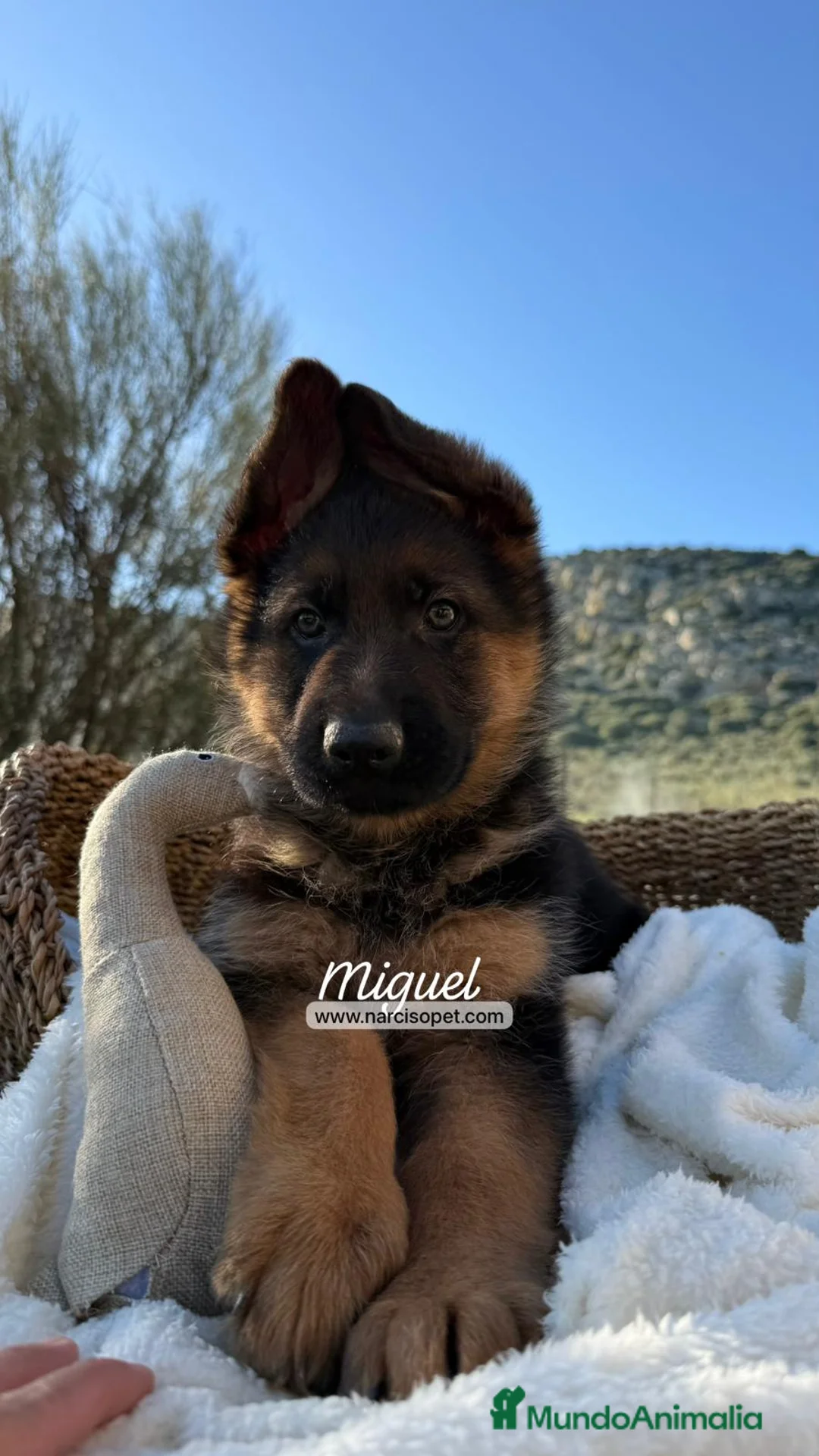 Pastor Alemán perros en venta: PASTOR ALEMAN - Anuncio 1