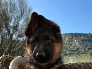 Pastor Alemán perros PASTOR ALEMAN - Anuncio 1