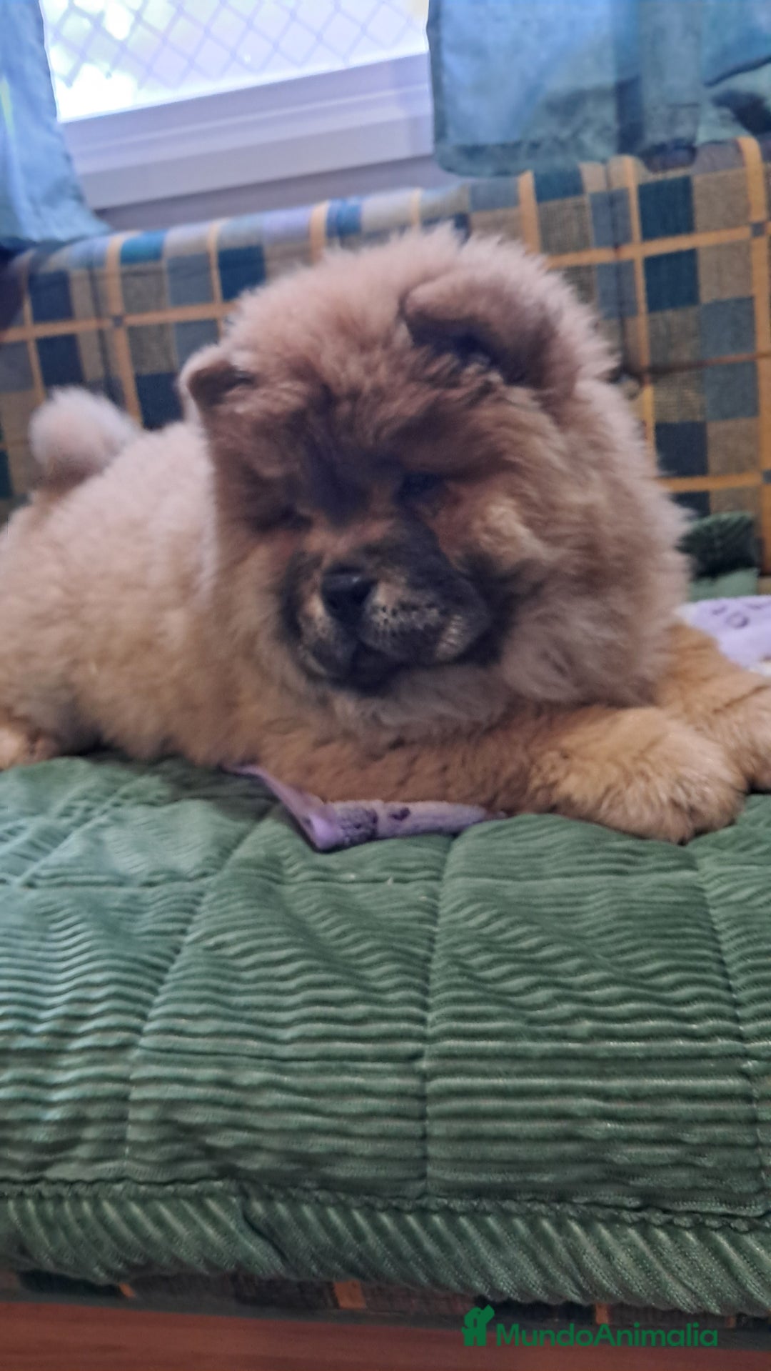 Chow Chow perros en venta: Bebés Chow-Chow  - Anuncio 9