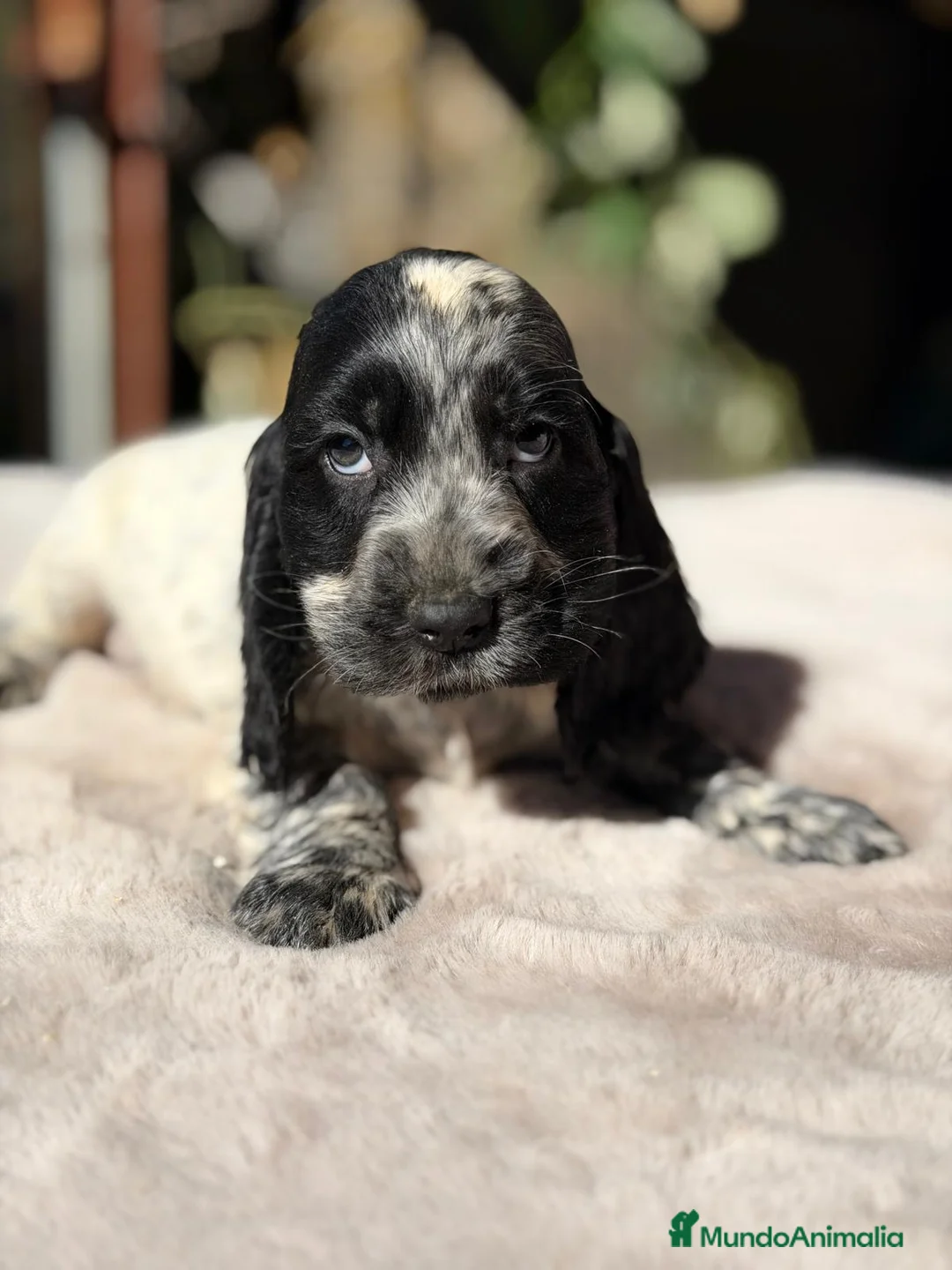 Cocker Spaniel Inglés perros en venta: COCKER SPANIEL INGLES - Anuncio 1