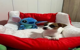 Jack Russell Terrier perros en venta: Jack Russell increíble camada - Imagen 1