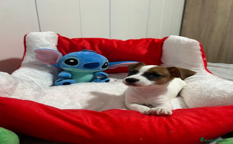 Jack Russell Terrier perros - Anuncio 3