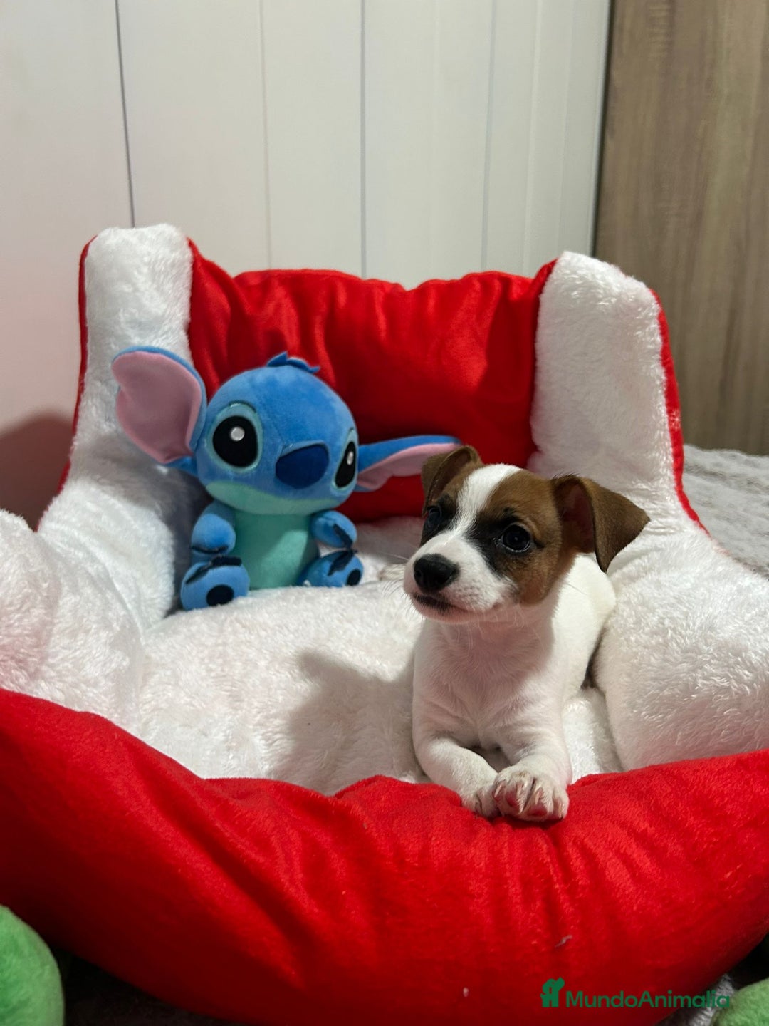Jack Russell Terrier perros en venta: Jack Russell increíble camada - Imagen 1