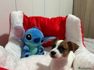Jack Russell Terrier perros - Anuncio 2