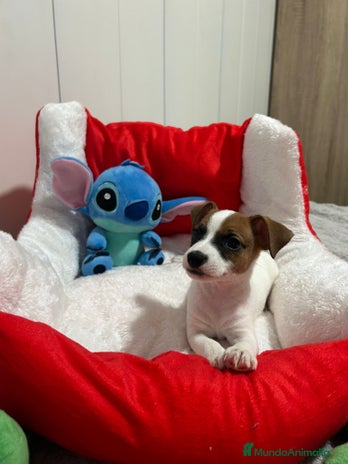 Jack Russell Terrier perros - Anuncio 2