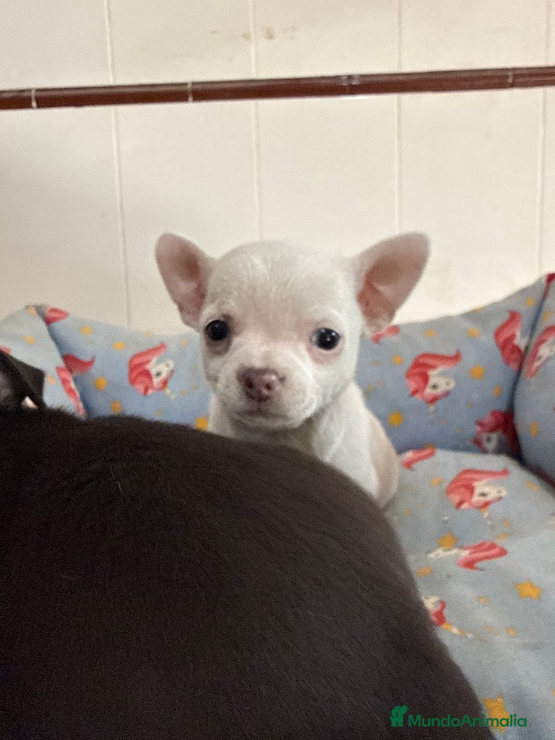 Chihuahua perros en venta: Cachorros machos chihuahuas - Anuncio 7