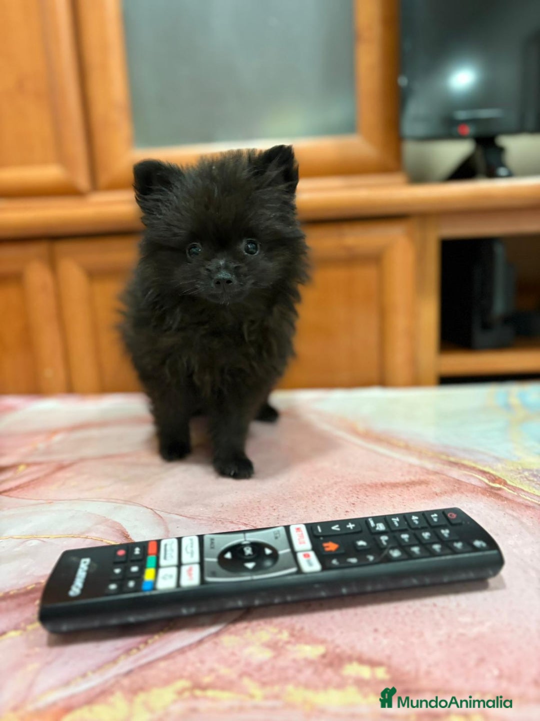 Pomerania perros en venta: Poo pomerania MICRO TOY  - Imagen 1