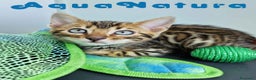 Bengalí gatos en venta: Bengali Macho 4568 AQUANATURA - Anuncio 3