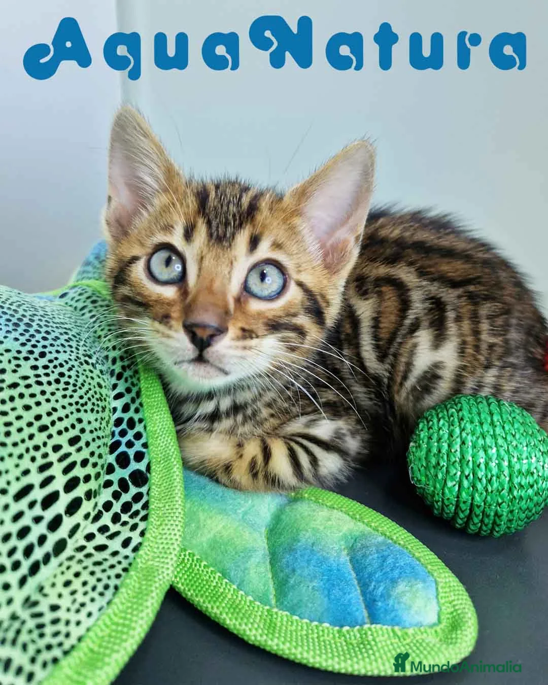 Bengalí gatos en venta: Bengali Macho 4568 AQUANATURA - Anuncio 3