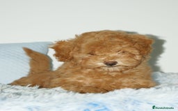 Caniche Toy perros en venta: CANICHE TOY ROJO - Anuncio 4