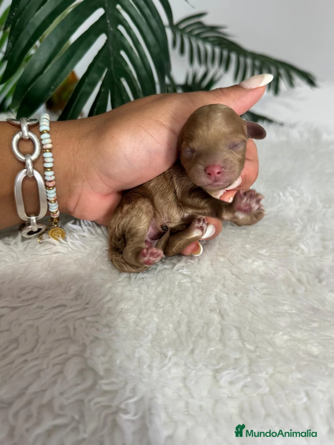 Caniche Toy perros en venta: CANICHE TOY-HEMBRA - Anuncio 1