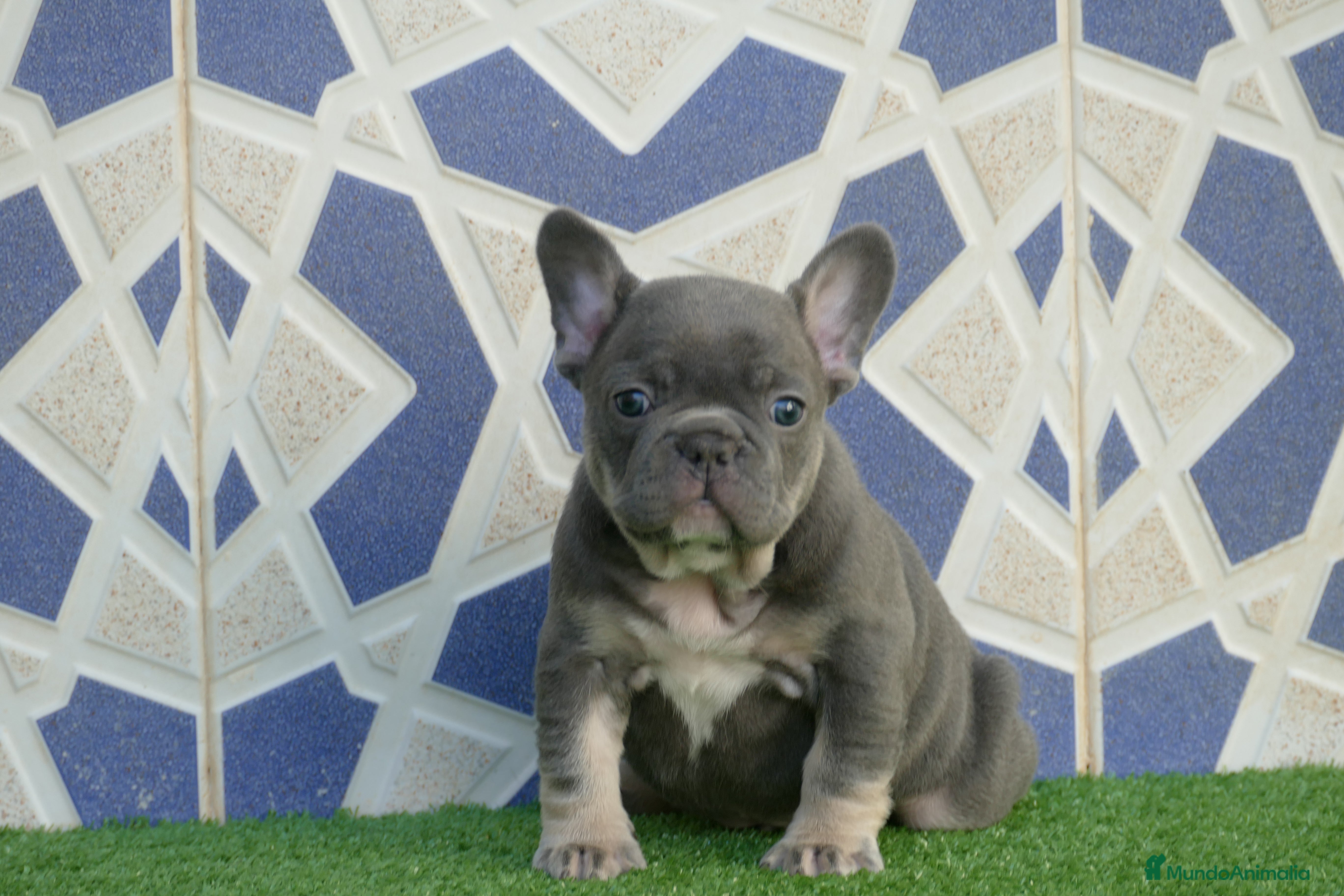 Bulldog Francés perros Bulldog Frances  - Anuncio 1