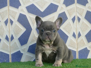 Bulldog Francés perros Bulldog Frances - Anuncio 4