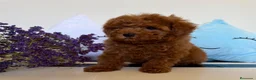 Caniche Toy perros en venta: Caniche toy hembra disponible tacita de té! - Anuncio 5