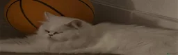 Persa gatos en venta: Persas en Madrid - Anuncio 3