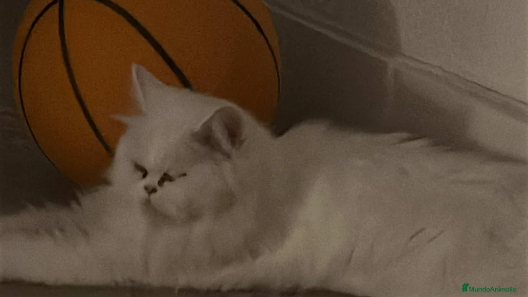 Persa gatos en venta: Persas en Madrid - Anuncio 3