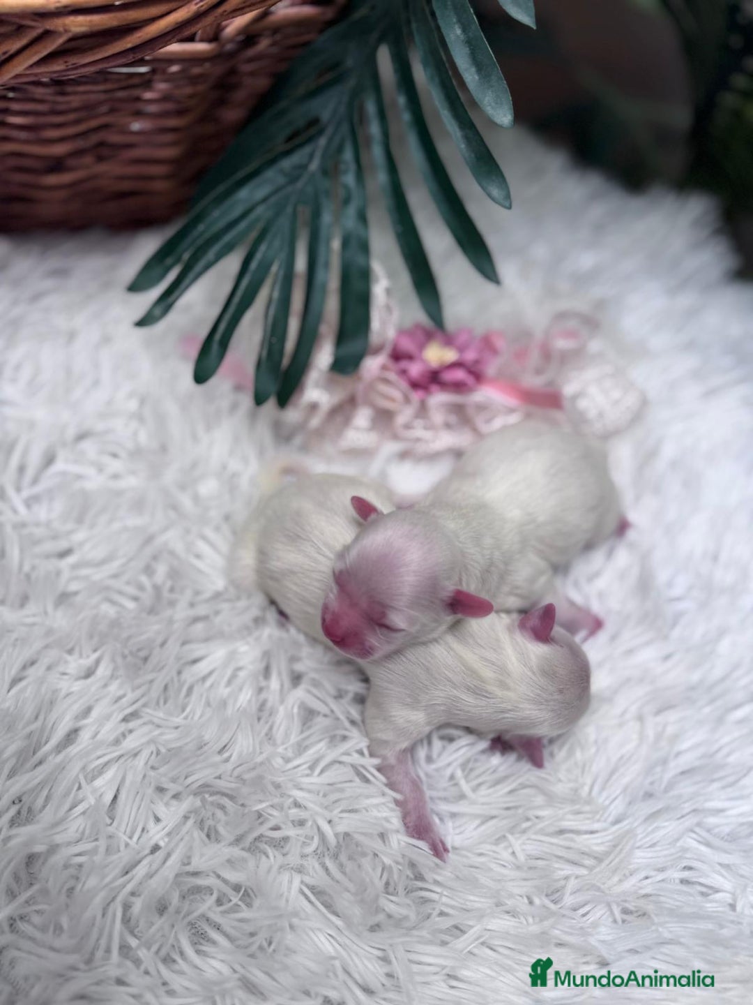 Bichón Maltés perros en venta: BICHON MALTES - Anuncio 7