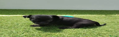 Chihuahua Cachorro 3 negra