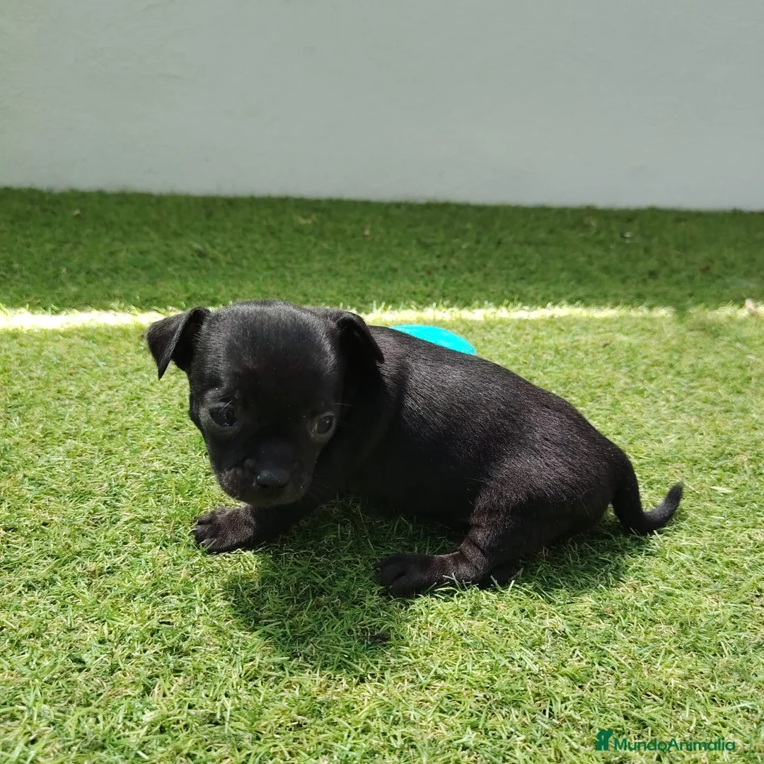 Chihuahua perros en venta: chihuahuas - Anuncio 2