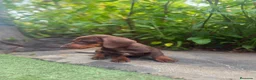 Teckel Miniatura perros en venta: TECKEL CHOCOLATE MINIATURA  - Anuncio 5