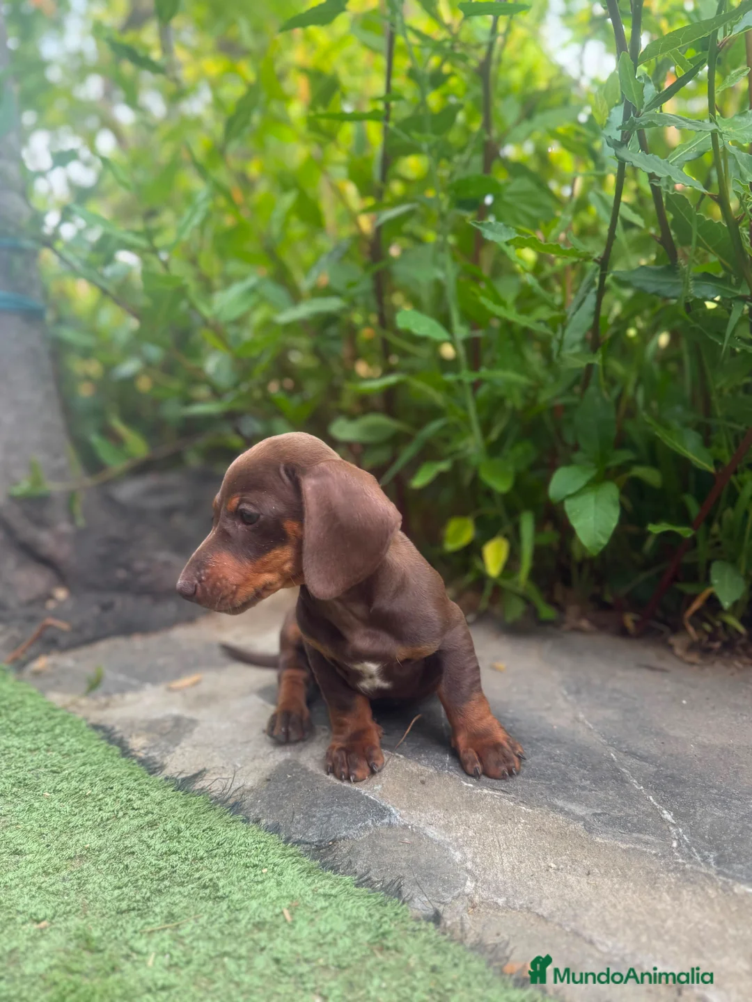Teckel Miniatura perros en venta: TECKEL CHOCOLATE MINIATURA  - Anuncio 5