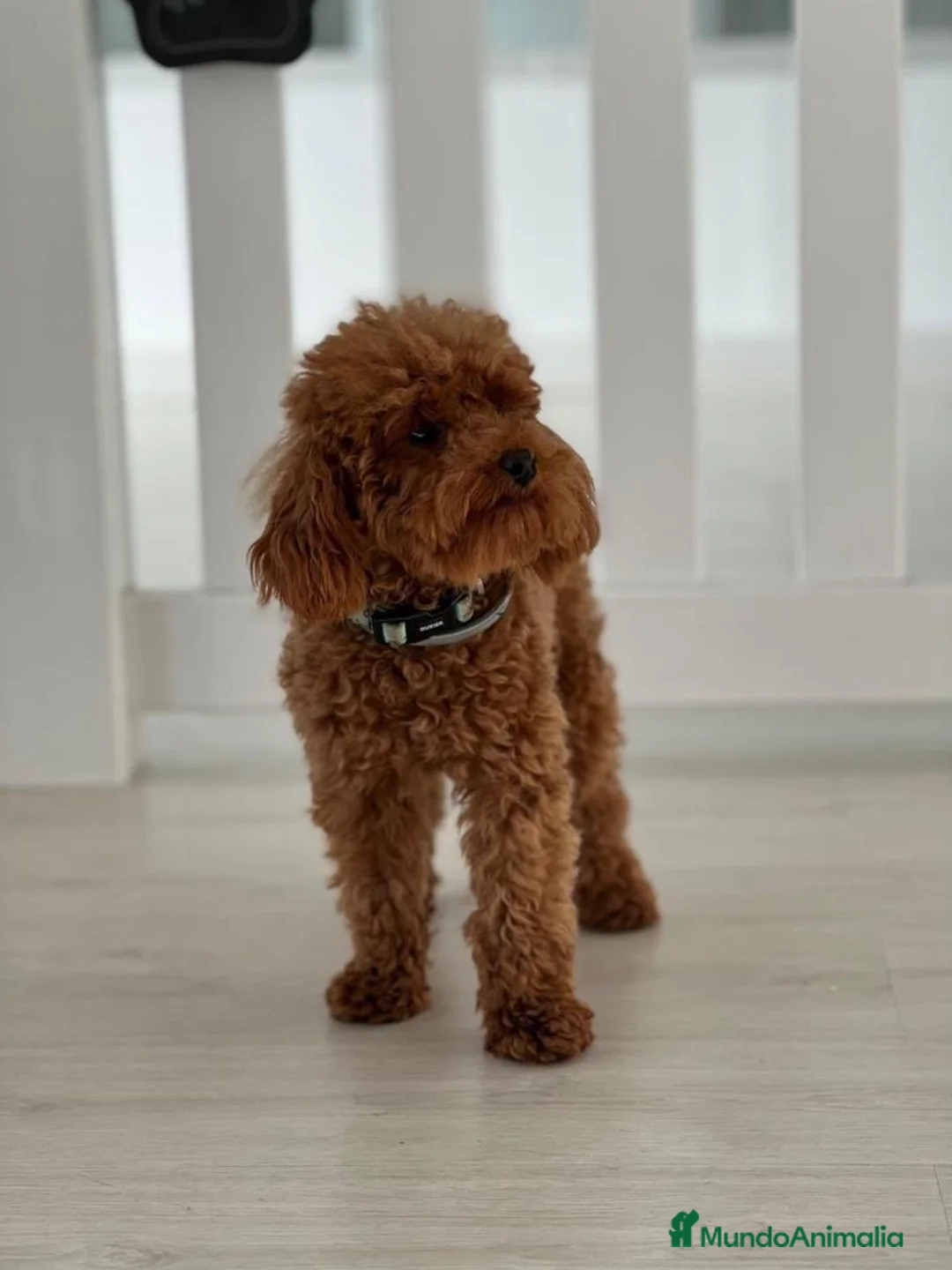 Caniche Toy perros en venta: CANICHE ROJO Y APRICOT - Anuncio 2