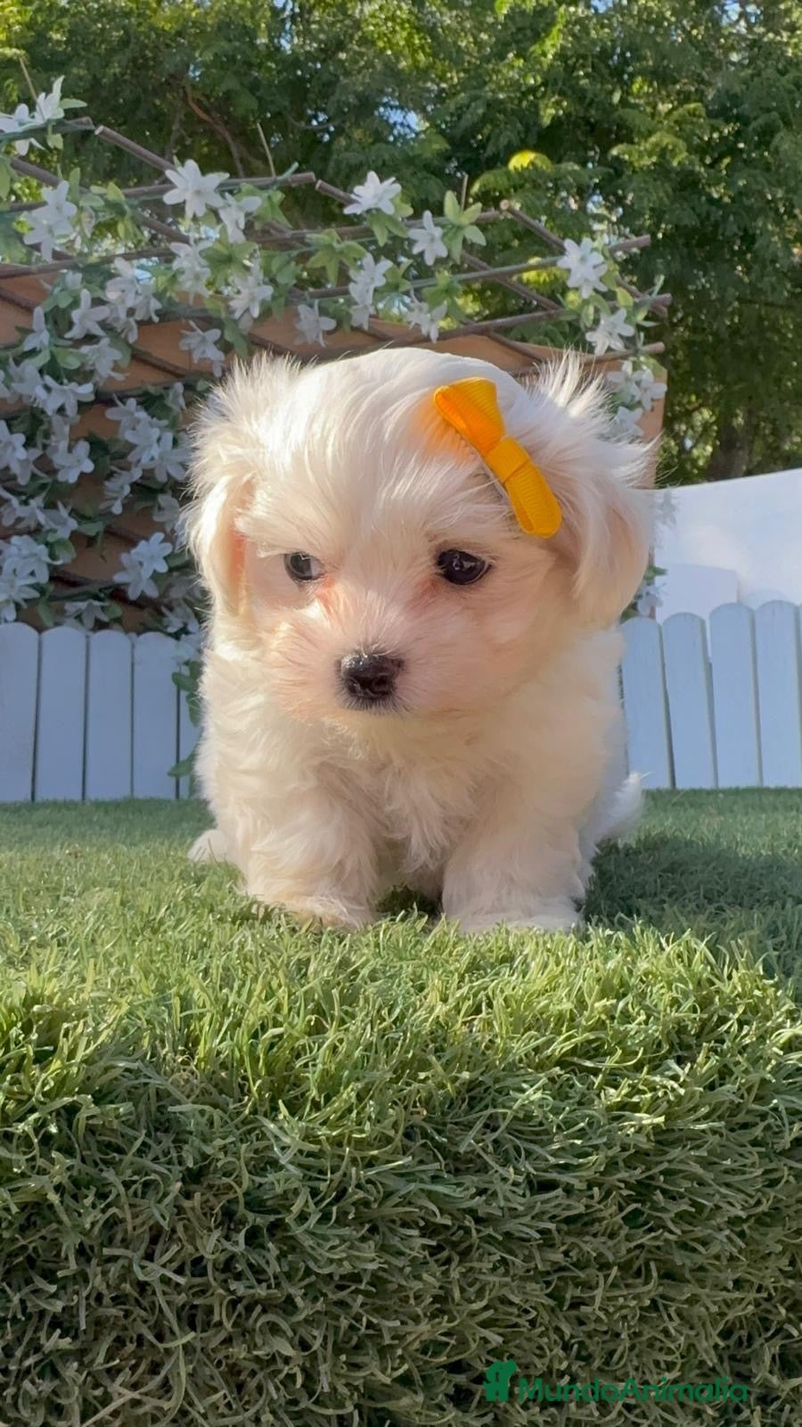 Bichón Maltés perros BICHON MALTES-DULZURA EN ESTADO PURO - Anuncio 2