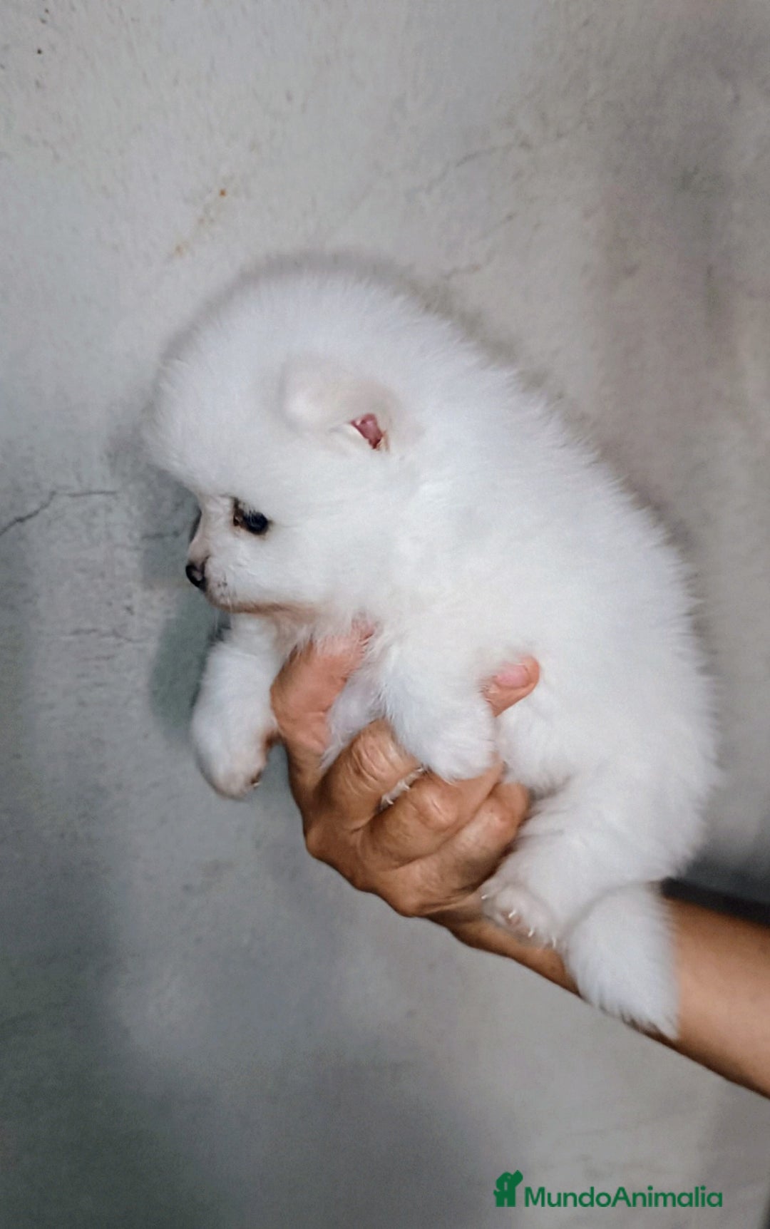 Pomerania perros en venta: POMERANIAS CHIQUITINES DESDE 800 €  - Imagen 4
