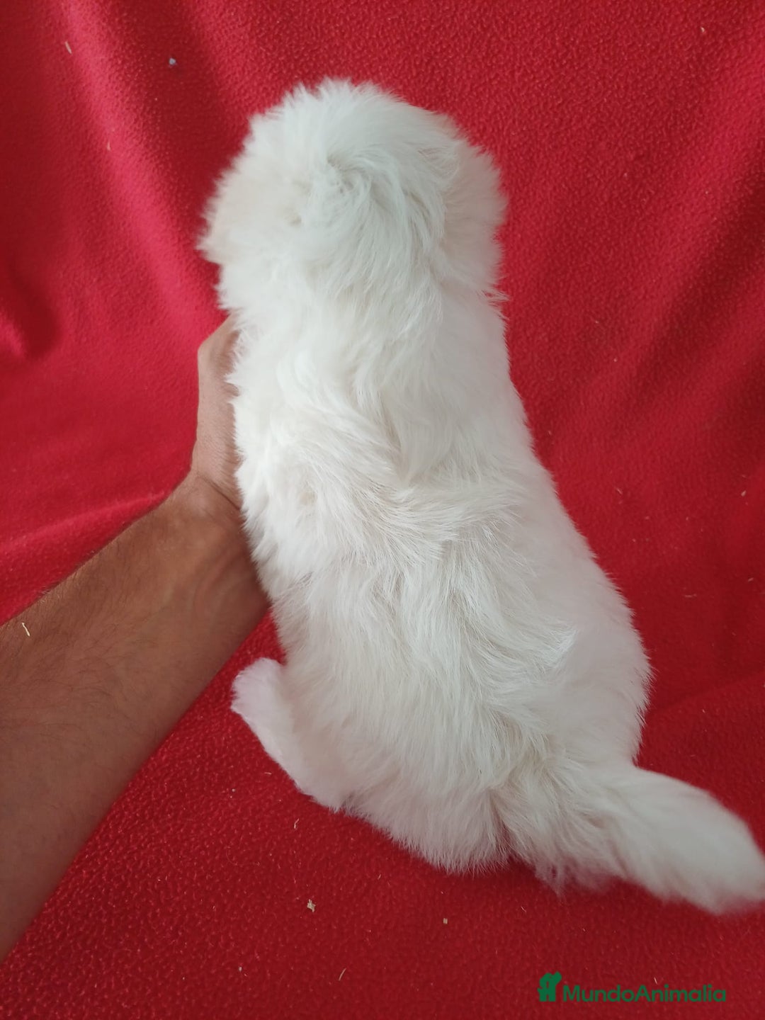 Bichón Maltés perros en venta: Bichon Maltés Americano  - Imagen 3