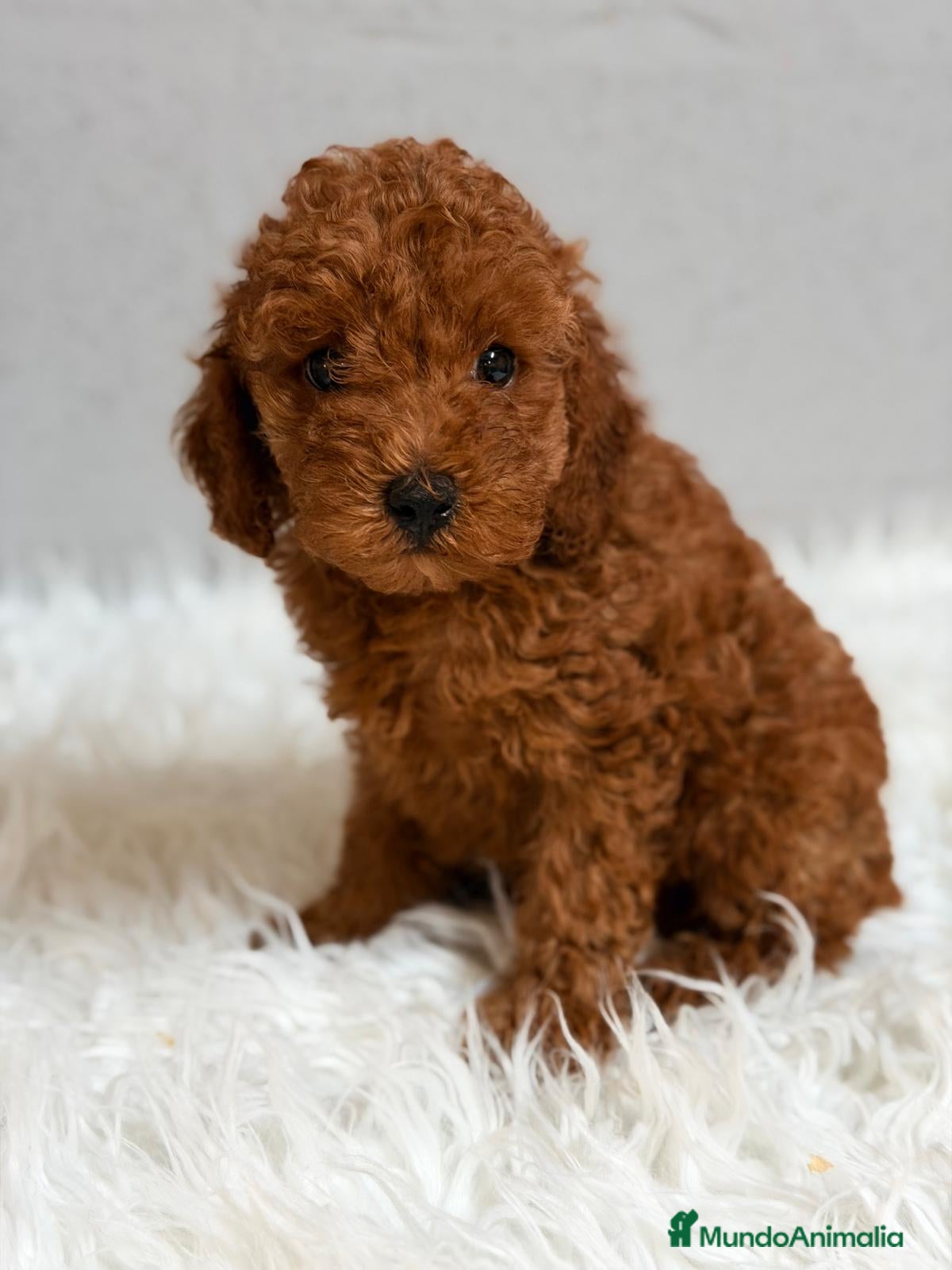 Caniche Enano perros CANICHE ROJO - Anuncio 2