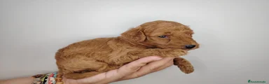 Caniche Enano 2