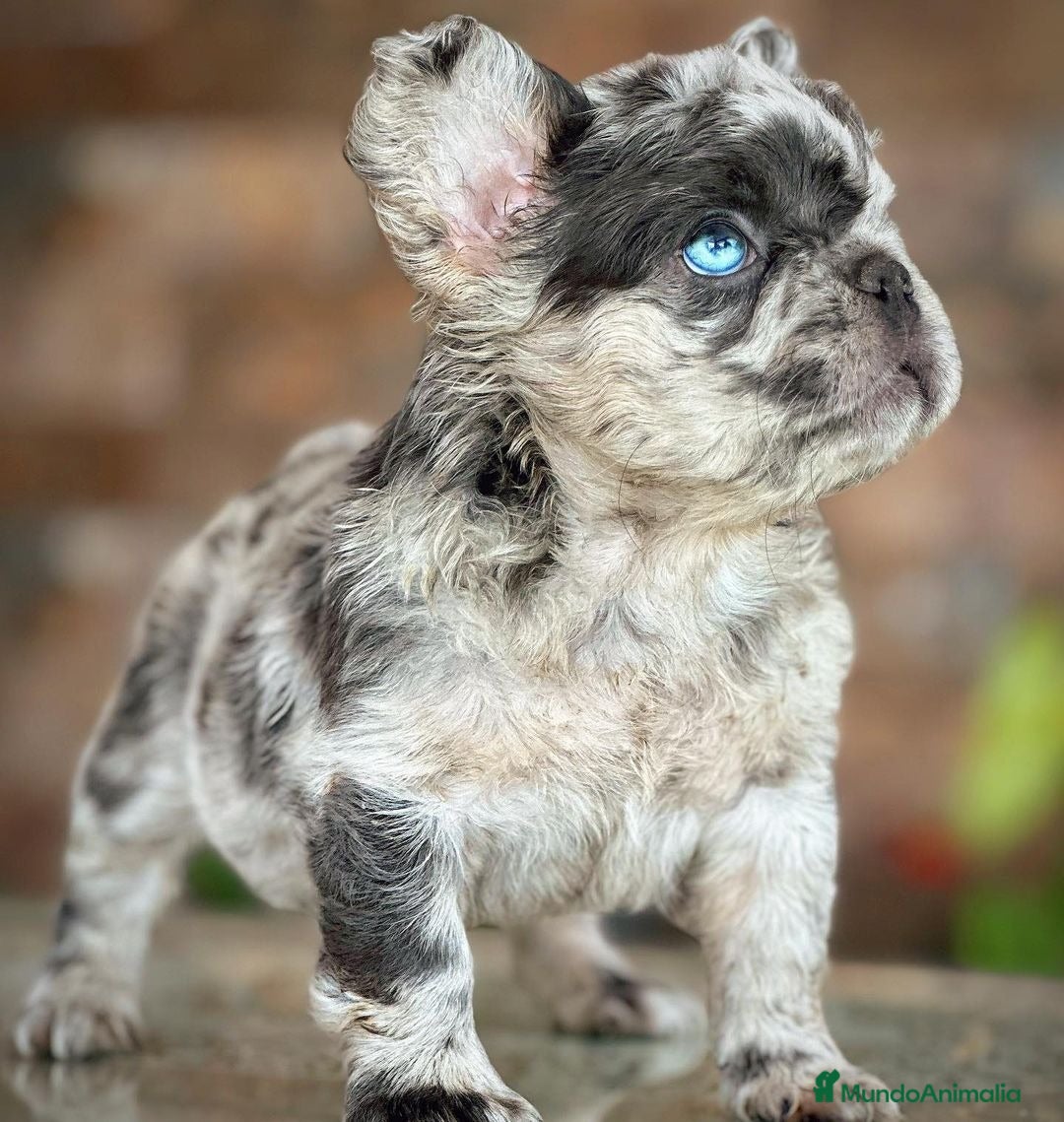 Bulldog Francés perros en venta: Exóticos bulldog francés !  - Anuncio 3