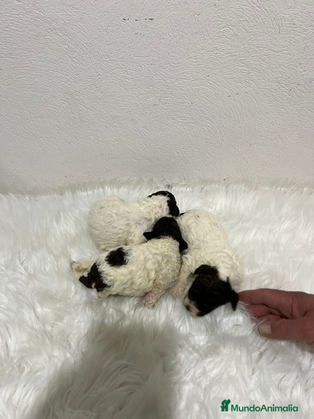 Perro de Agua Español perros en venta: PERRO DE AGUA ESPAÑOL - Anuncio 1