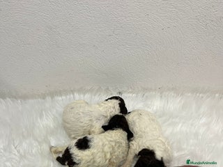 Perro de Agua Español perros PERRO DE AGUA ESPAÑOL - Anuncio 1