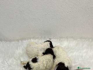 Perro de Agua Español perros PERRO DE AGUA ESPAÑOL - Anuncio 3