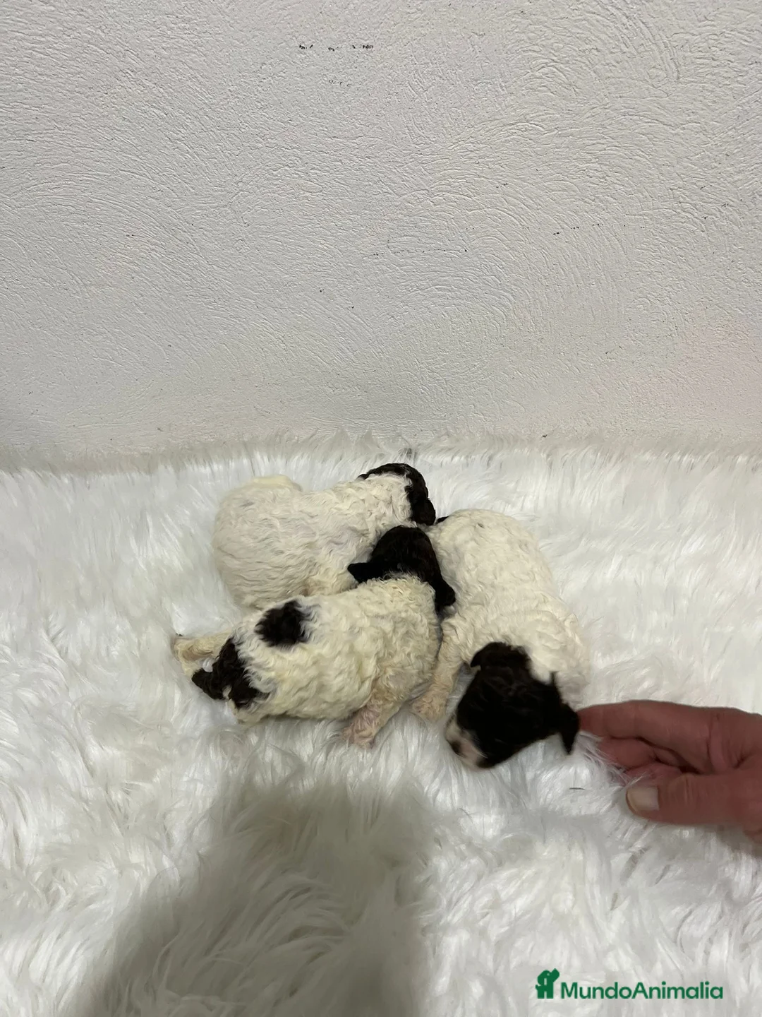 Perro de Agua Español perros en venta: PERRO DE AGUA ESPAÑOL - Anuncio 1