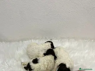 Perro de Agua Español perros PERRO DE AGUA ESPAÑOL - Anuncio 5