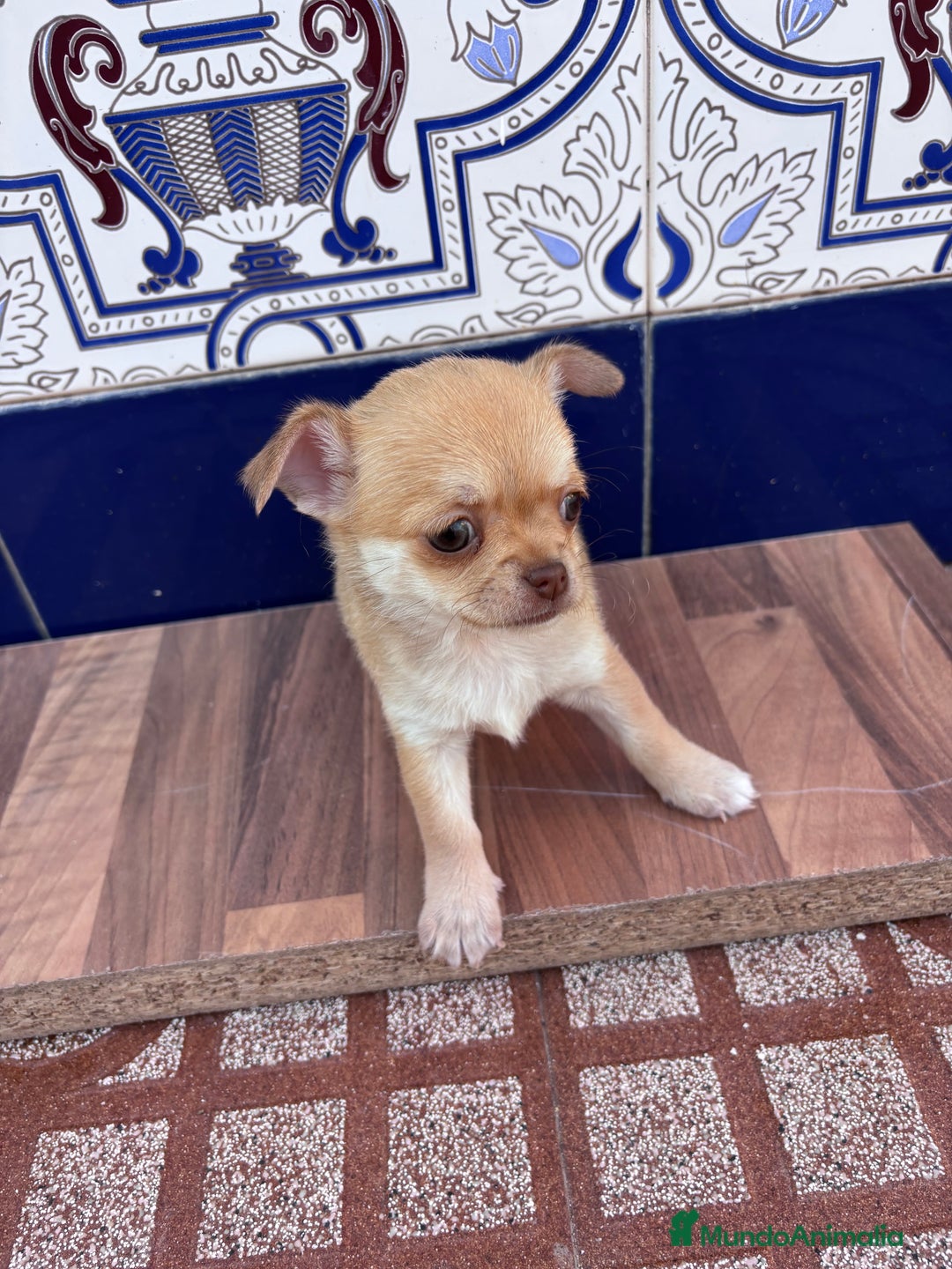 Chihuahua perros en venta: Últimas dos chihuahuas disponibles.  - Anuncio 4