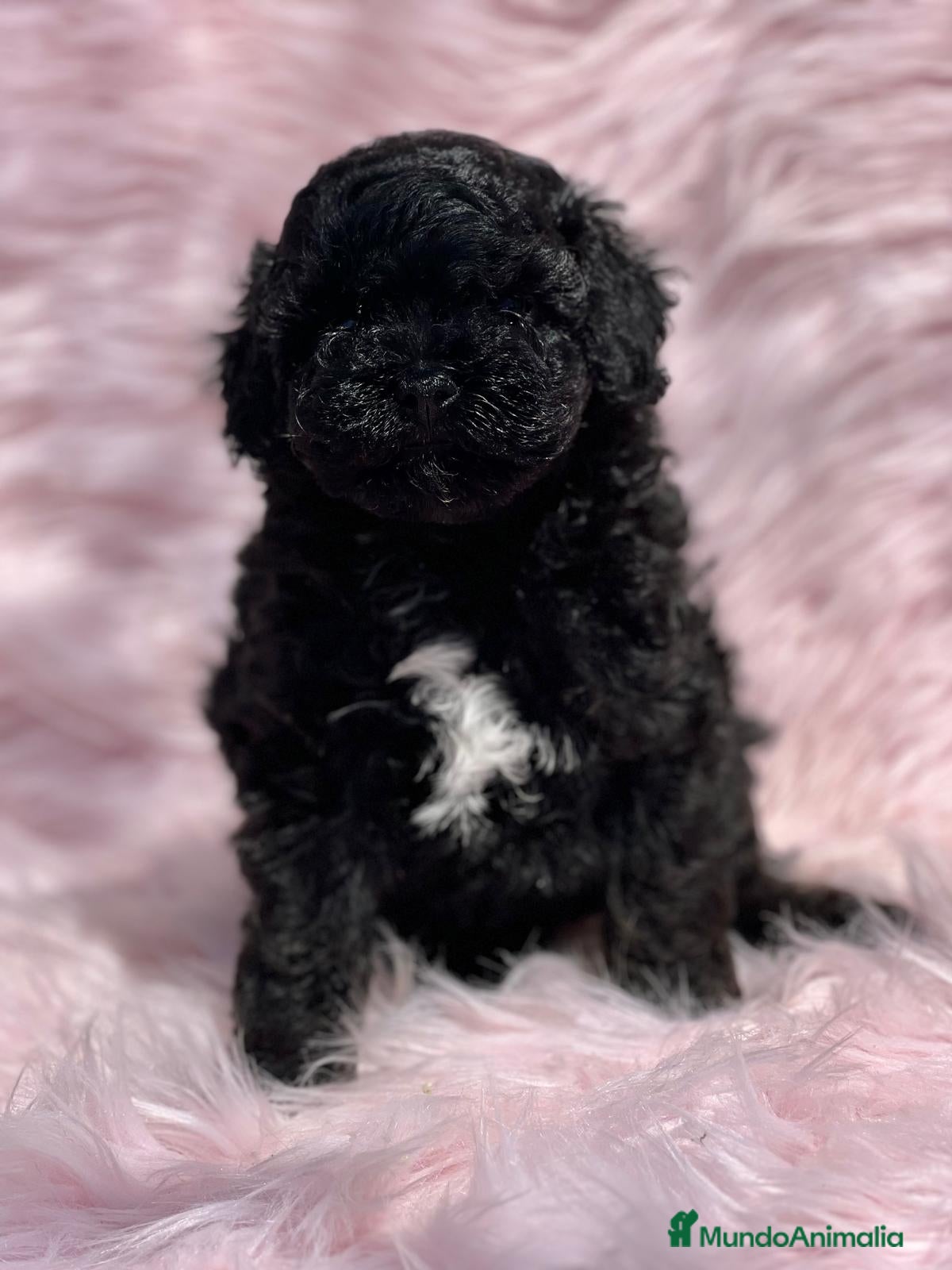 Caniche Toy perros CANICHE TOY NEGRO DISPONIBLE en Barcelona - Anuncio 2