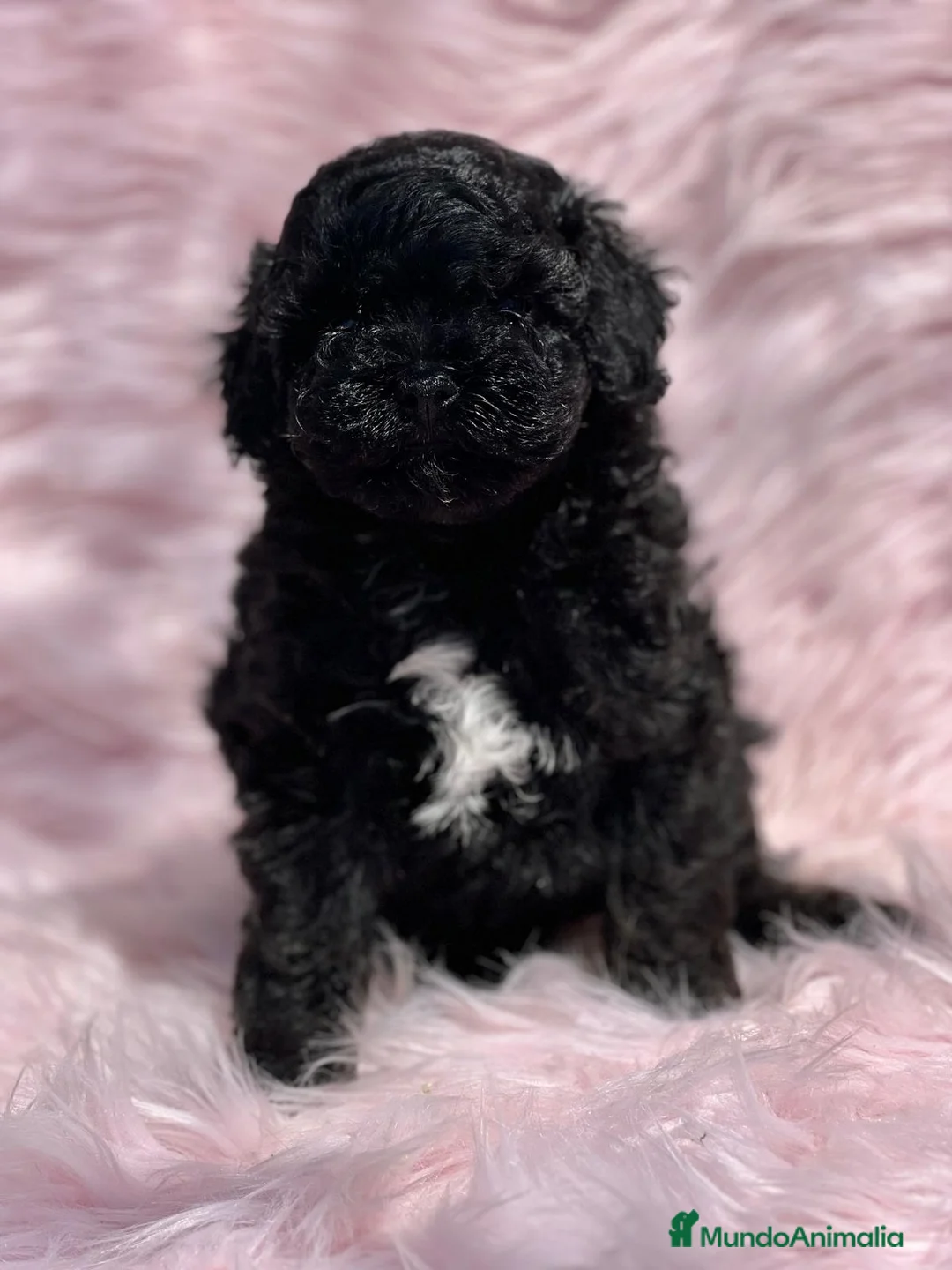 Caniche Toy perros en venta: CANICHE TOY NEGRO DISPONIBLE en Barcelona - Anuncio 2