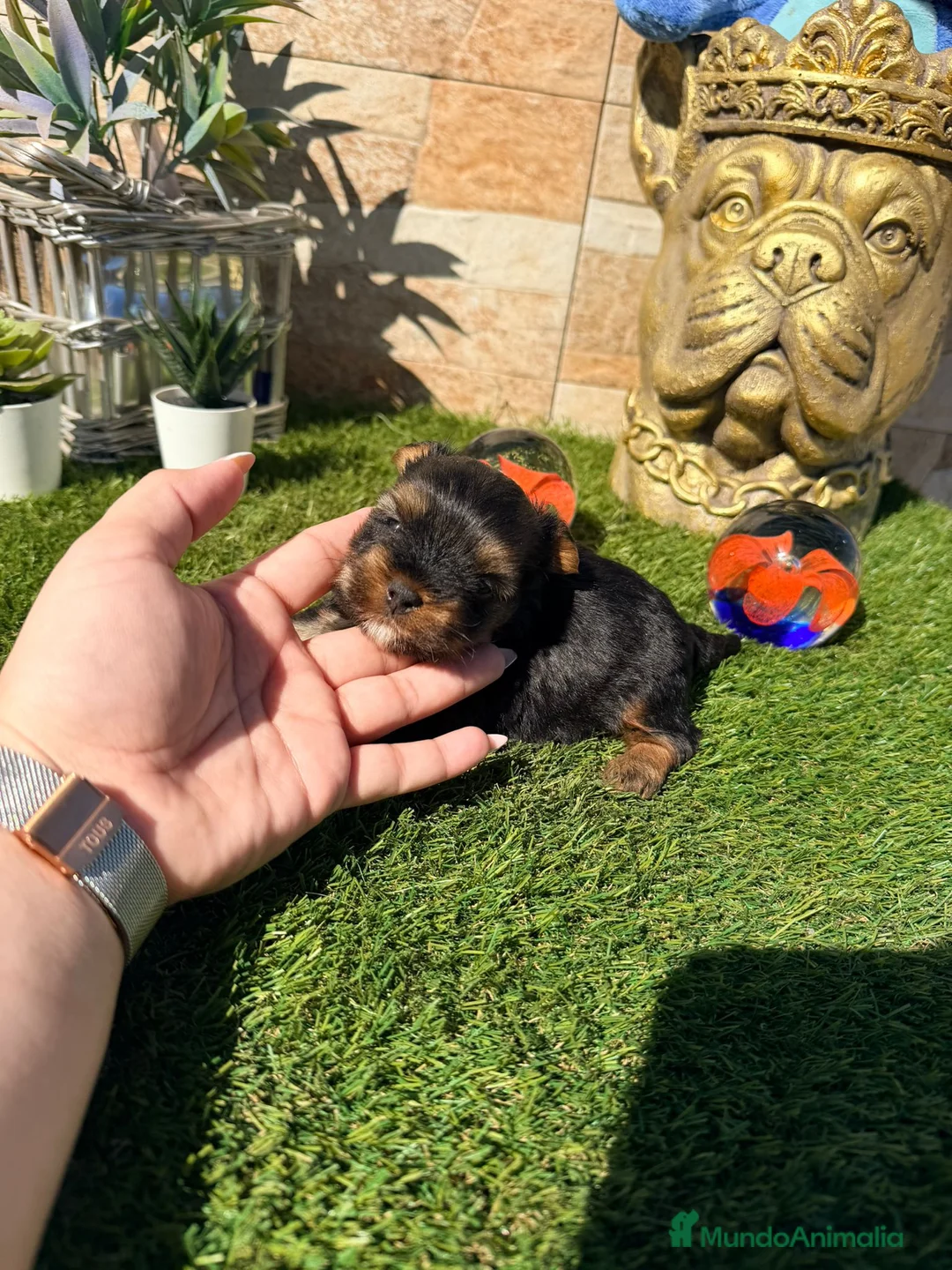 Yorkshire Terrier perros en venta: Yorkshire  - Anuncio 4