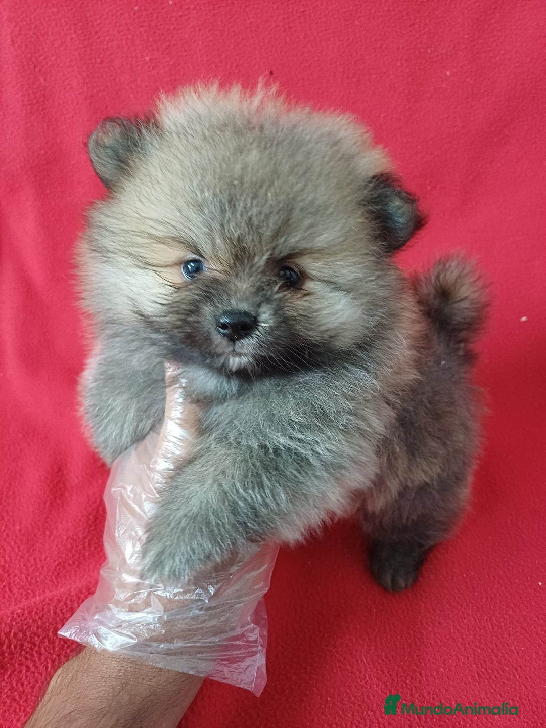 Pomerania perros en venta: Pomerania Mini  - Imagen 1