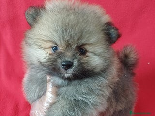 Pomerania perros - Anuncio 1