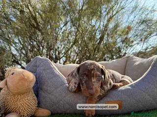 Teckel Miniatura perros TECKEL MERLE CHOCOLATE HEMBRA - Anuncio 34