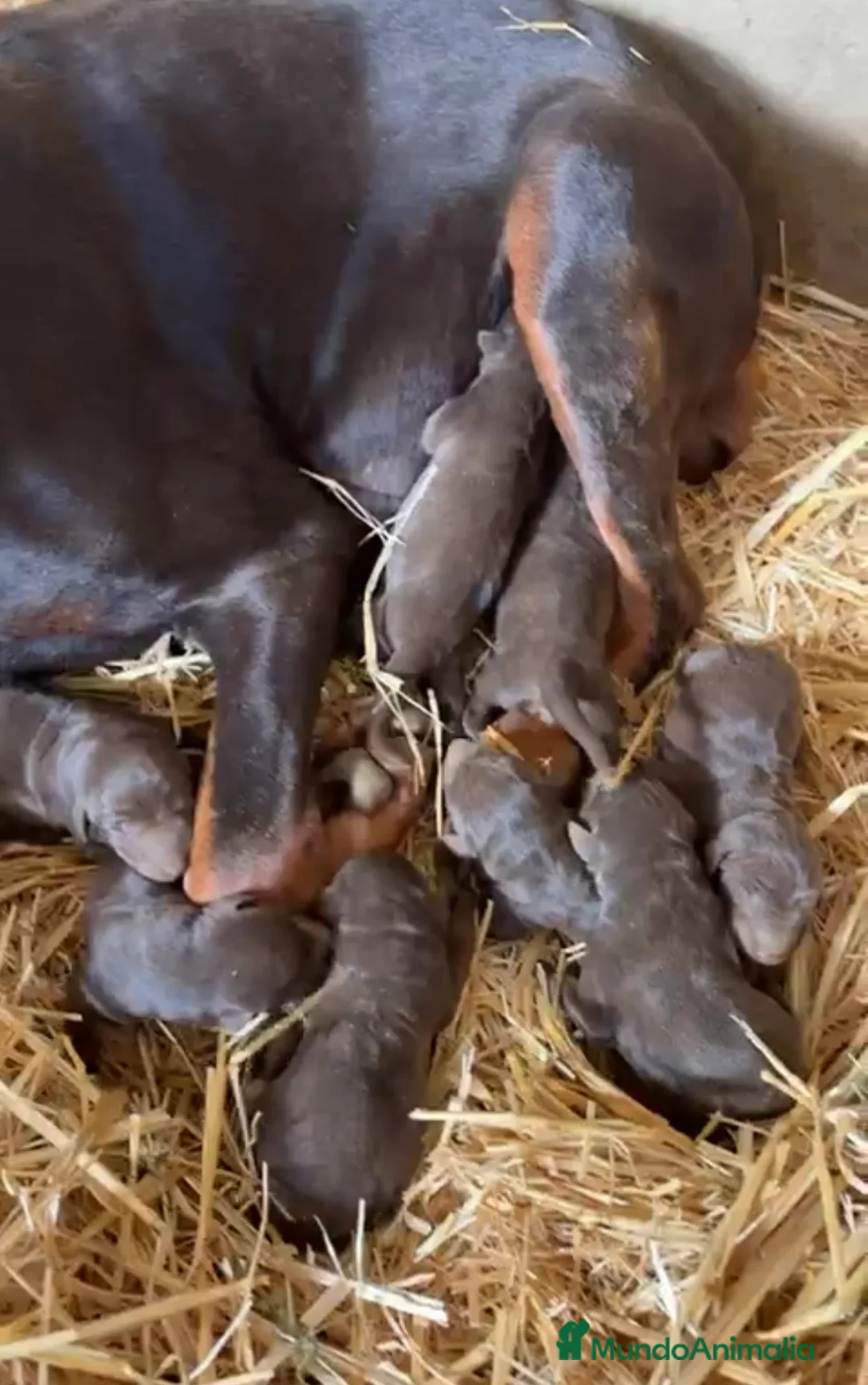Dobermann perros en venta: Preciosos Doberman chocolate  - Anuncio 2