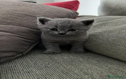 Británico de Pelo Corto Azul gatos en venta: BRITISH - Imagen 1