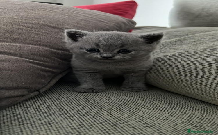 Británico de Pelo Corto Azul gatos - Anuncio 1
