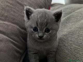 Británico de Pelo Corto Azul gatos - Anuncio 6