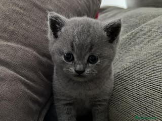 Británico de Pelo Corto Azul gatos BRITISH - Anuncio 1